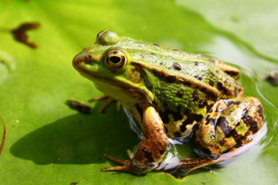青蛙 两栖纲无尾目的动物 百度百科