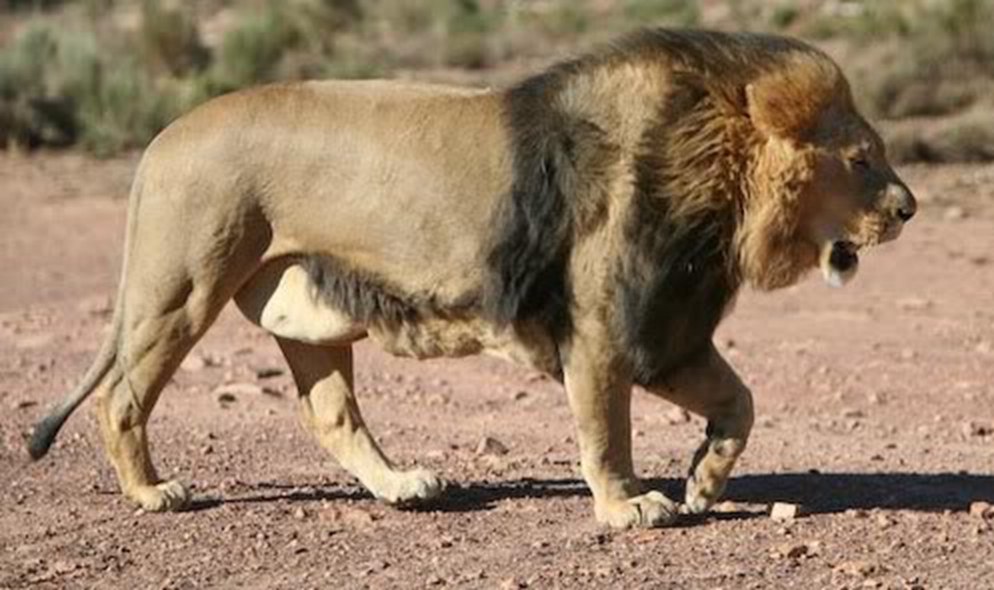 > a href="#" data-lemmaid="10497291">加丹加狮 /a>,又称卡拉哈里狮