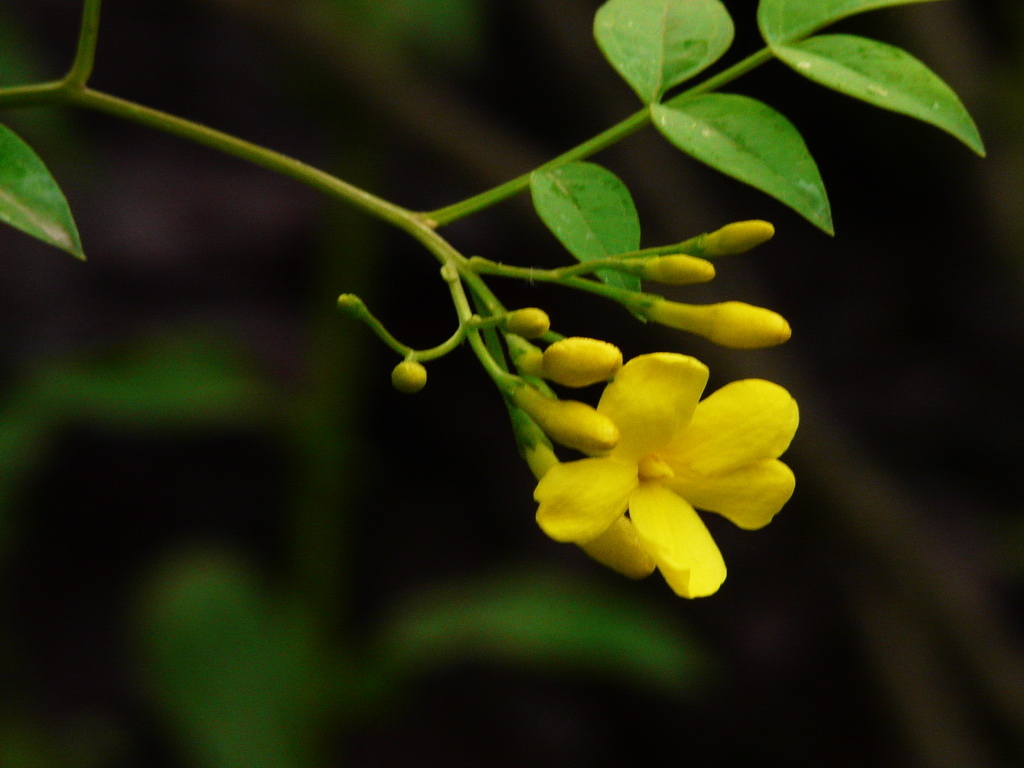 (学名: i>jasminum floridum  b>  /b> /i>bunge)是木犀科素馨属植物
