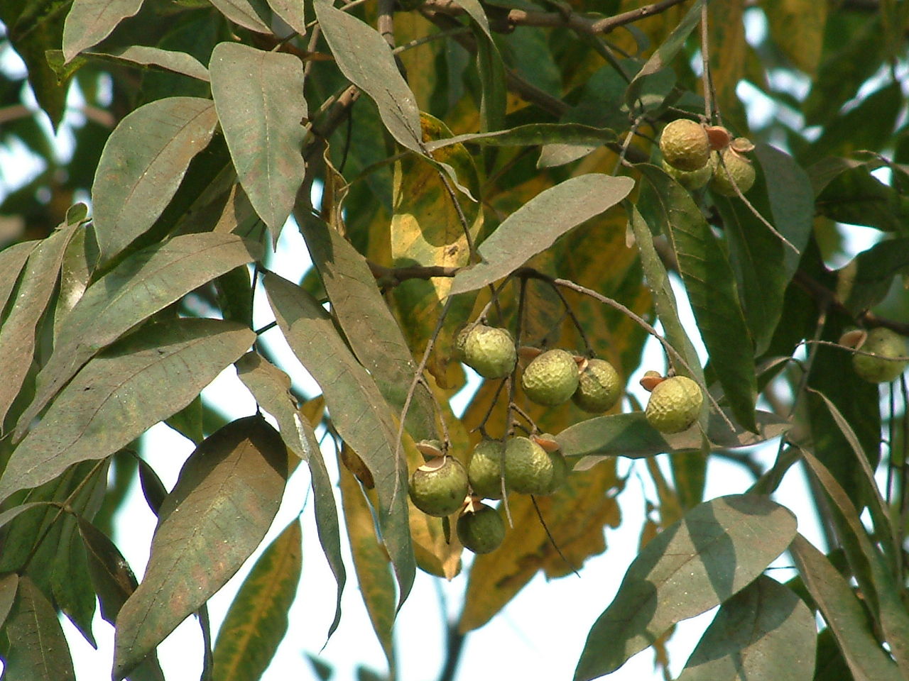 eriophyes dimocarpi kuang