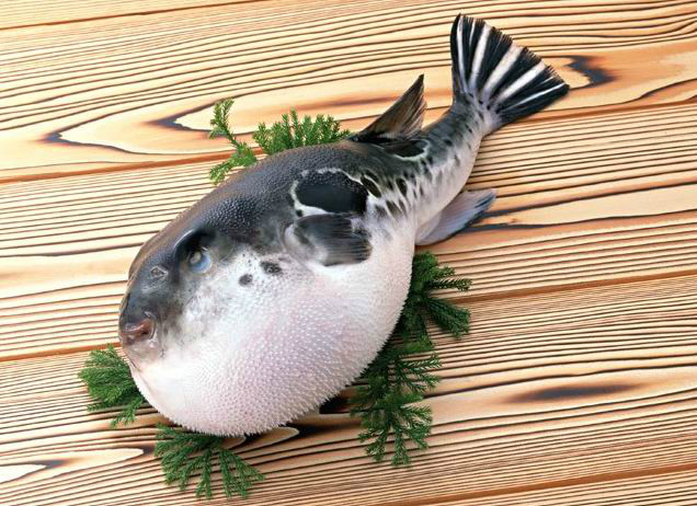  p>"乌狼鲞"是浙江沿海一带对河豚鱼干的俗称.