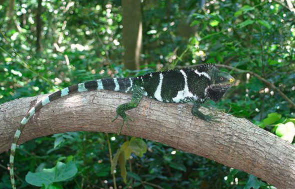 斐济冠状鬣蜥