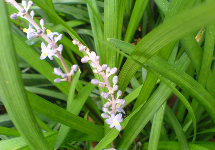 叶沿阶草,是 a href="#" data-lemmaid="1688266">沿阶草属  /a>植物