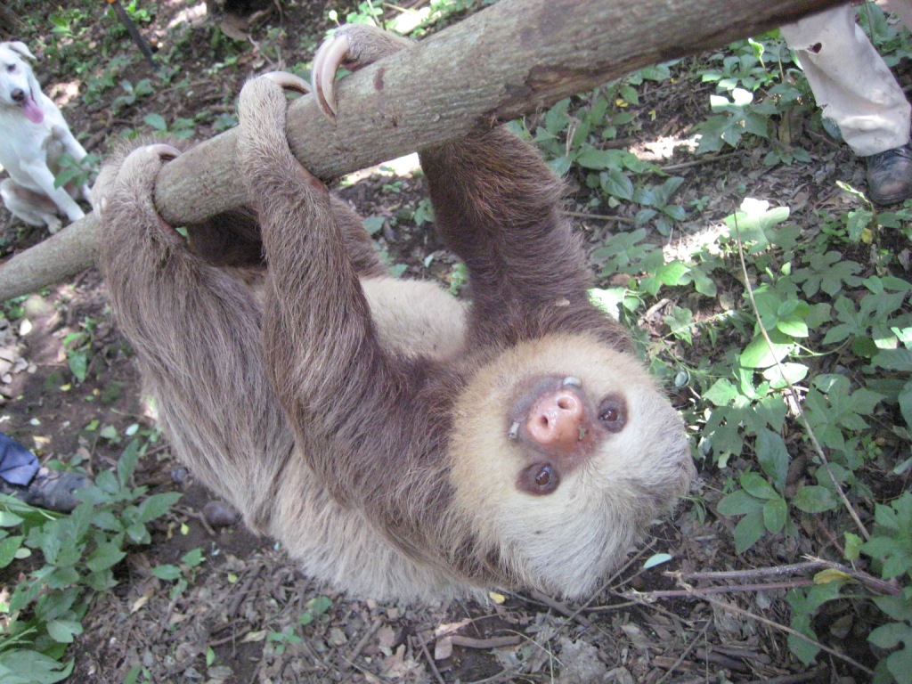  p>披毛目(学名:pilosa)是胎盘类哺乳动物下的一个目.