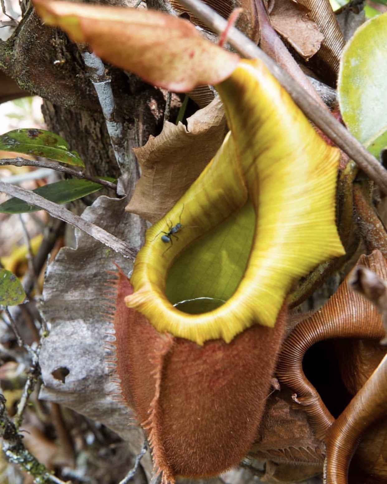  p> b>维奇猪笼草(nepenthes veitchii) /b>原产于婆罗洲.