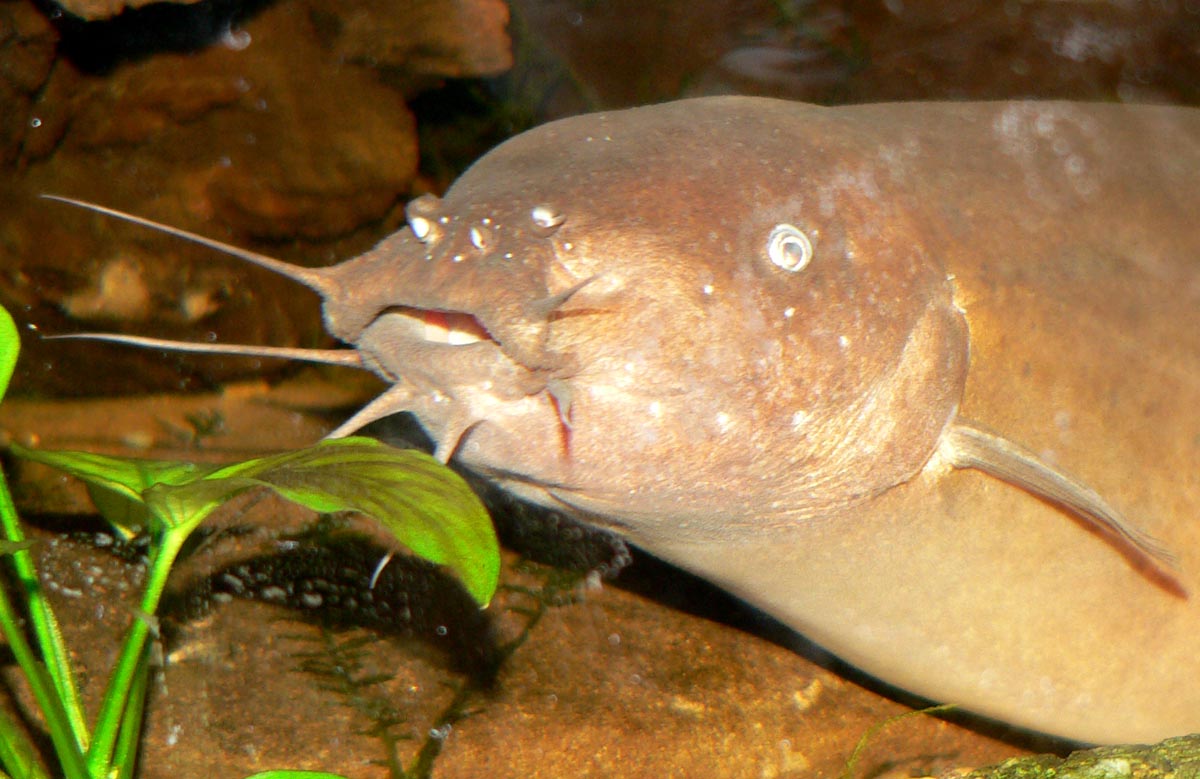  p>电鲶,学名:malapterurus electricus.