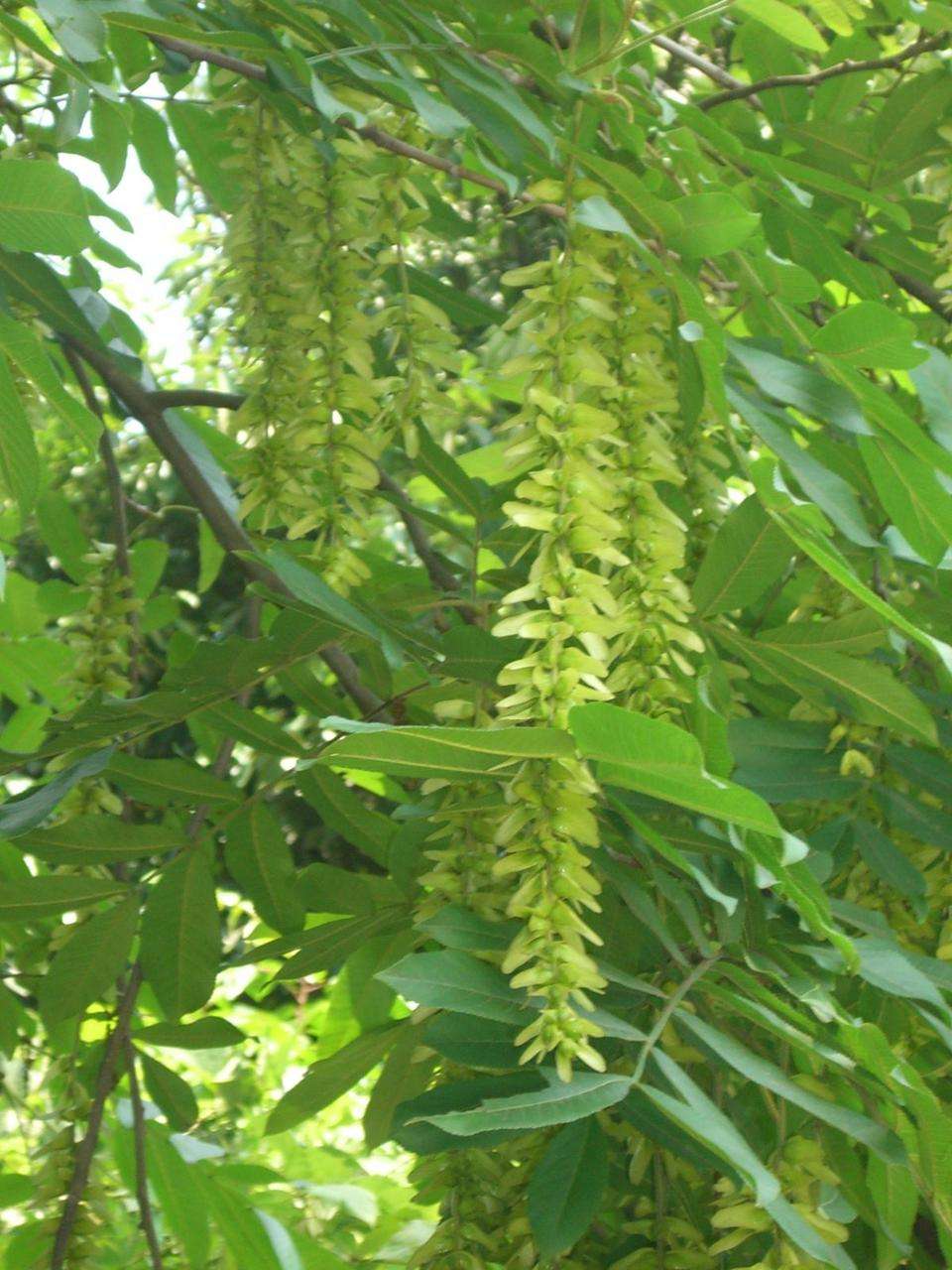  p>落叶乔木,高约16-30米,胸径可达1米,树皮暗灰色,幼拉黄绿色,被细毛