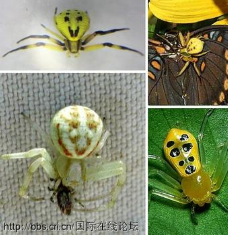  p>弓足梢蛛( a href="#" data-lemmaid="8723144">拉丁文学名 /a>