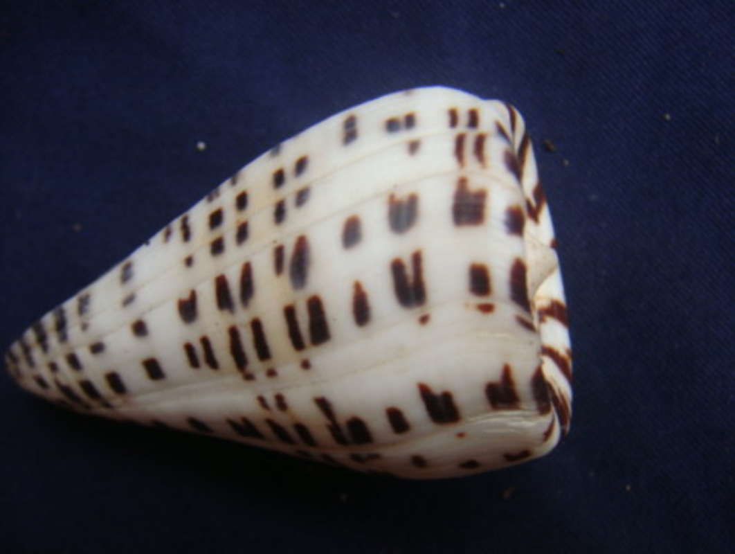  p>黑星芋螺(學名:lithoconus eburneus)成倒錐形,螺塔低,貝殼厚實.