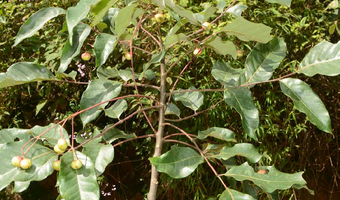 鹧鸪花属, a target="_blank" href="/item