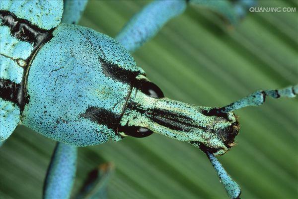  p> a href="#">鞘翅目 /a>(coleoptera)象甲科( i>curculionidae