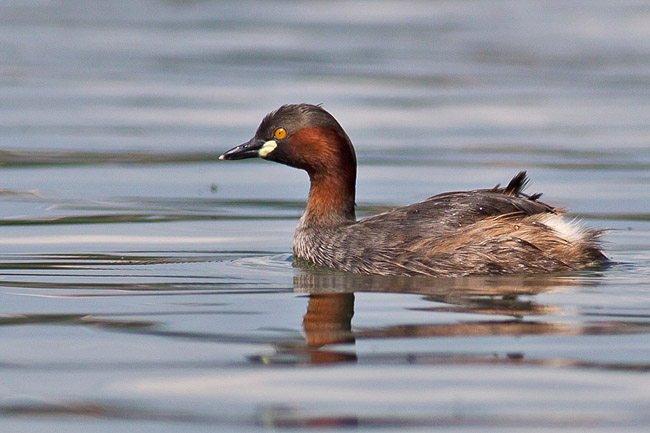  p>小鸊鷉(学名: i>tachybaptus ruficollis /i>),是鸊鷉科小鸊鷉属的