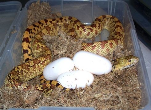  p>北美松蛇(学名:pituophis melanoleucus)成蛇长122-254厘米,体型