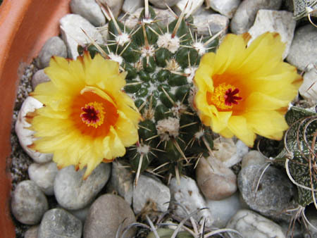 南国玉属 百度百科