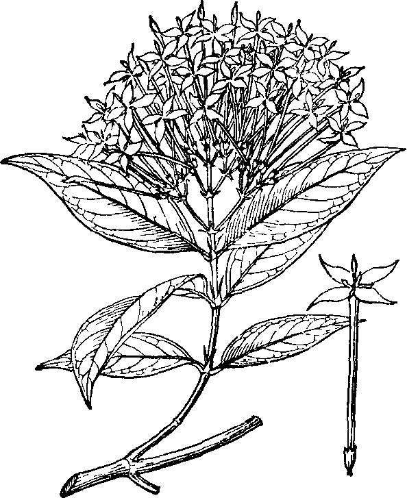  p>白龙船花,原产地:大陆南部,中南半岛,马来西亚,泰国及印度.