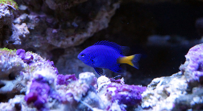  p>黄尾蓝魔鬼,英文名称chrysiptera parasema,别名黄尾雀鲷.