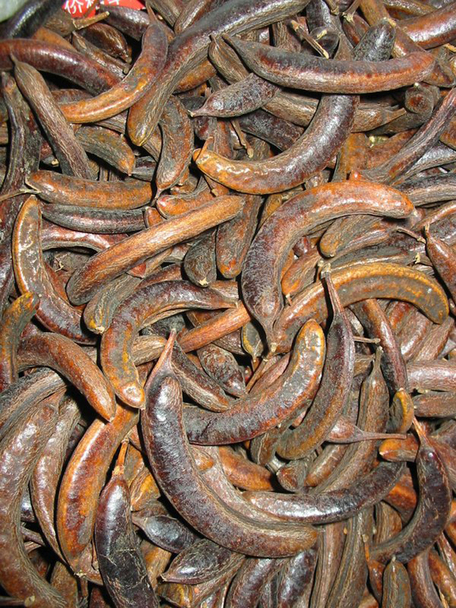  p>姜虫呈圆柱形,多弯曲而 a href="#" data-lemmaid="139583">皱缩 