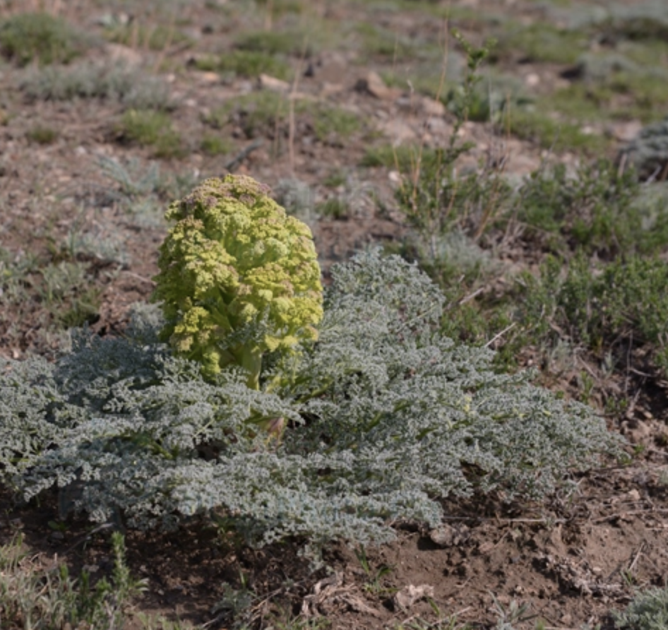 m. shen)是伞形科阿魏属植物,多年生一次结果的草本,高0.5-1.