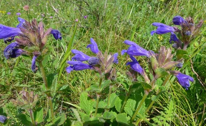  p>铺地青兰,是 a target="_blank" href="/item/青兰属/2418581"