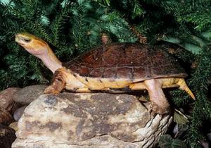  p>百色闭壳龟(学名: i> i>cuora mccordi /i> /i>)是龟科,闭壳龟属