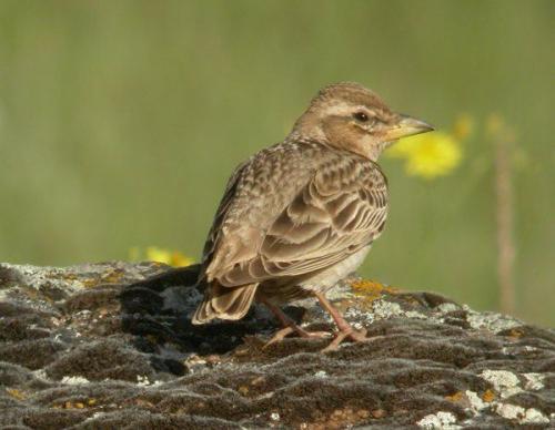  p>二斑百灵(学名:melanocorypha bimaculata)为百灵科百灵属的鸟类.