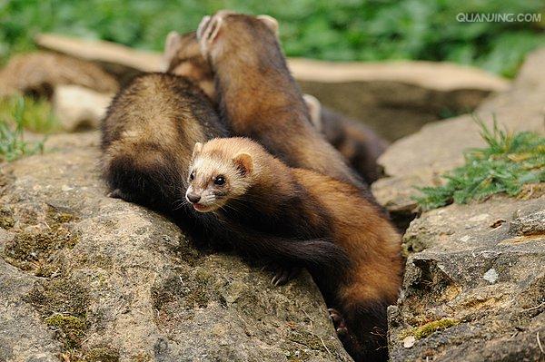 ="25414">艾虎 /a>,地狗,是 a href="#">鼬科 /a>鼬属的小型毛皮动物