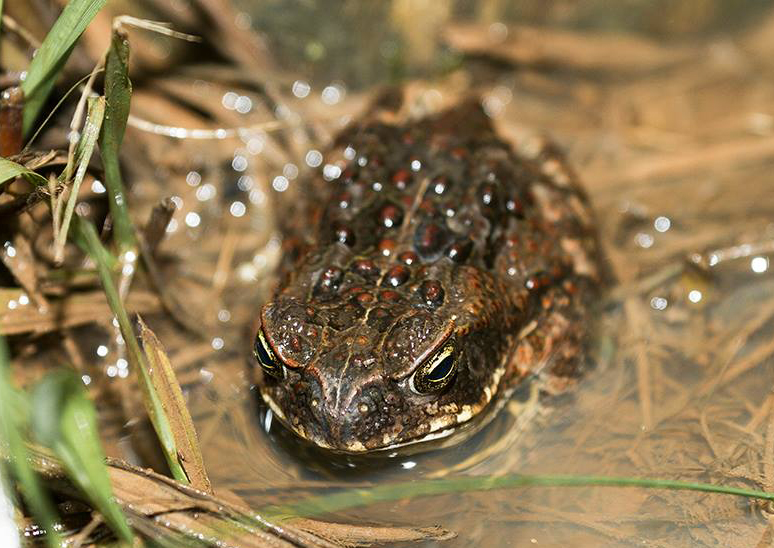  p>巨型海蟾蜍(学名: i>rhinella marina /i>):体长一般约150-175毫米