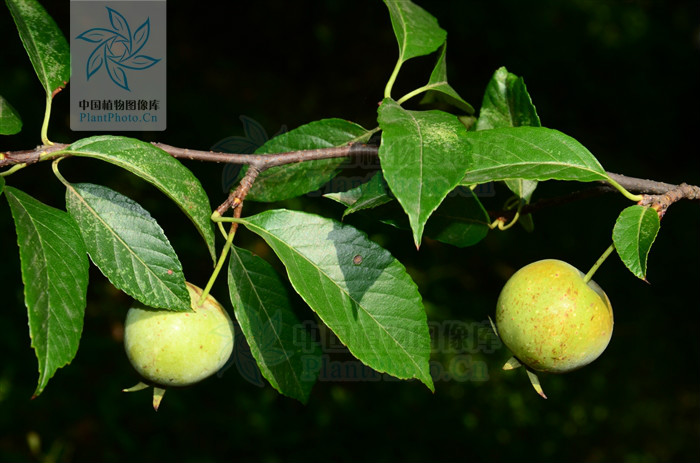  p>台湾林檎,是 a>苹果属 /a>植物,产于台湾,分布于越南,老挝.