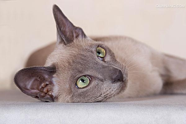 tonkinese