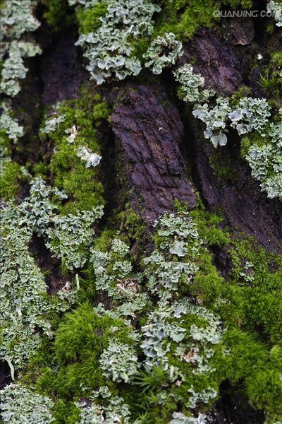  p data-id="gnvg4bouk0">地衣是蓝细菌或藻类与真菌共生的复合体.