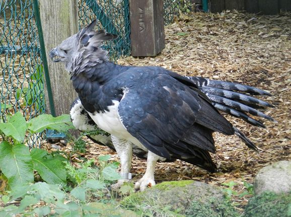  p>美洲角雕(学名: i>harpia harpyja /i>)是大型猛禽,体型大,喙和爪