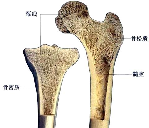  p>骨松质损伤指密质质地致密不易损伤,而松质质地稀疏,呈海绵体状易