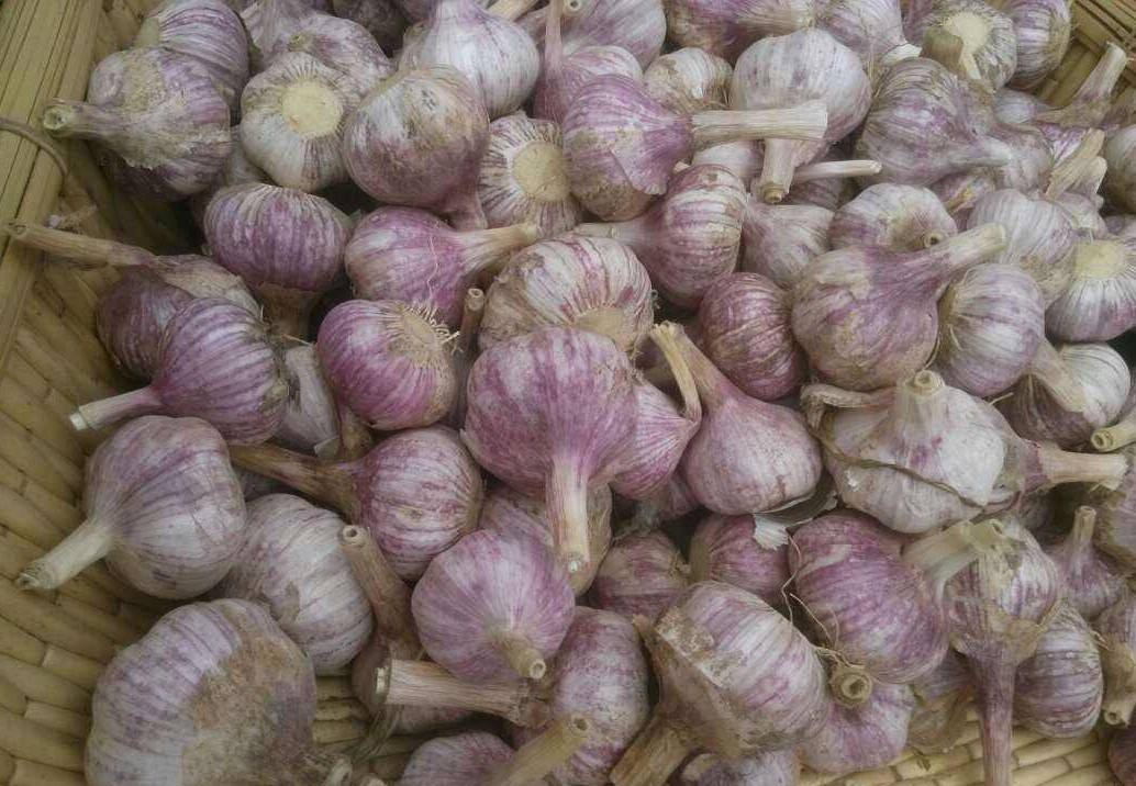 data-lemmaid="8059985">乐都区 /a>特产,全国农产品地理标志