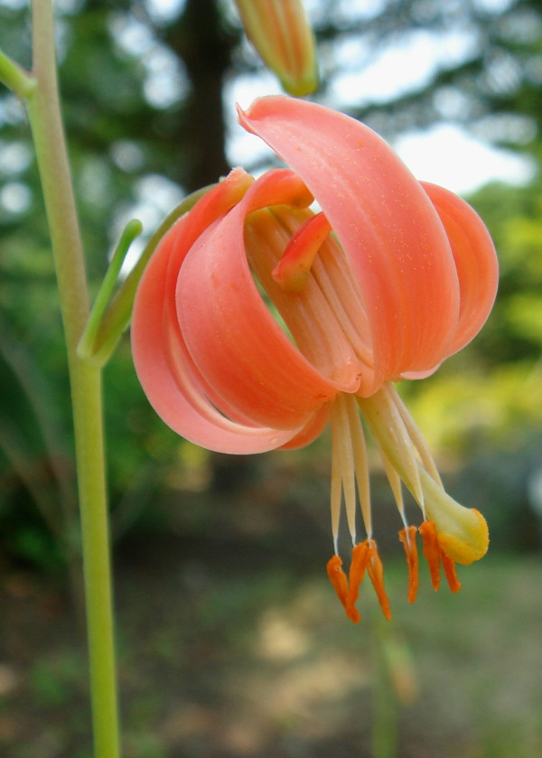 lilium callosum