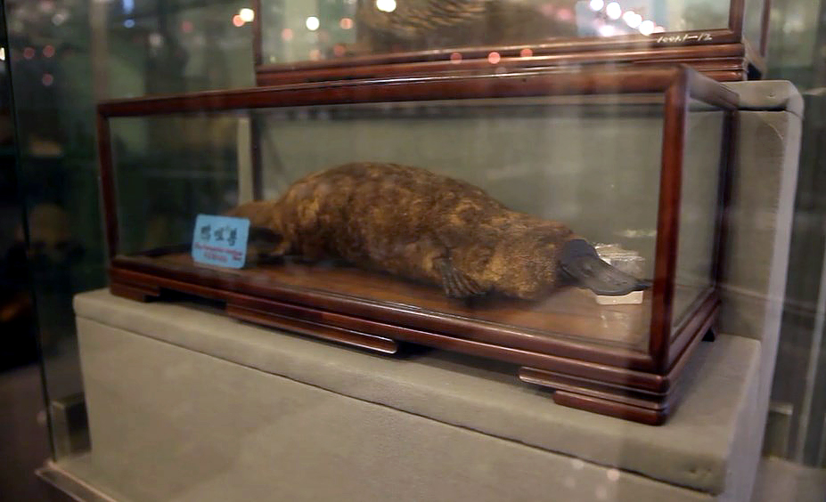  p>鸭嘴兽是最原始的 a target="_blank" href="/item/哺乳动物/62197