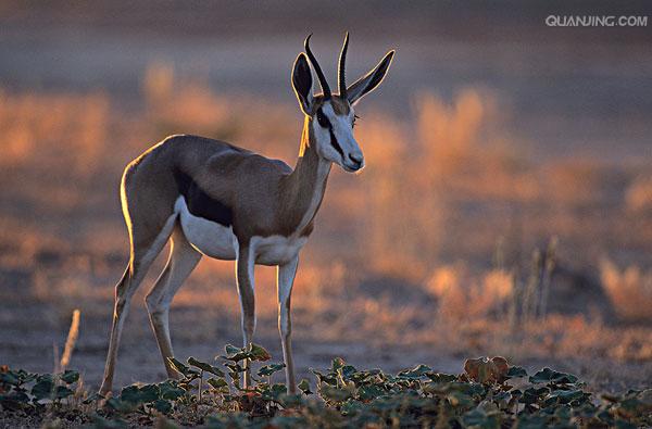 (学名: i>antidorcas marsupialis) /i>:是哺乳纲,牛科,羚羊亚科的 a