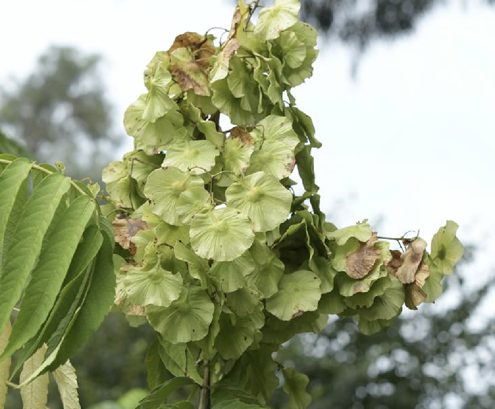 金钱槭(学名: i>dipteronia dyerana /i> henry)是槭树科金钱槭属植物
