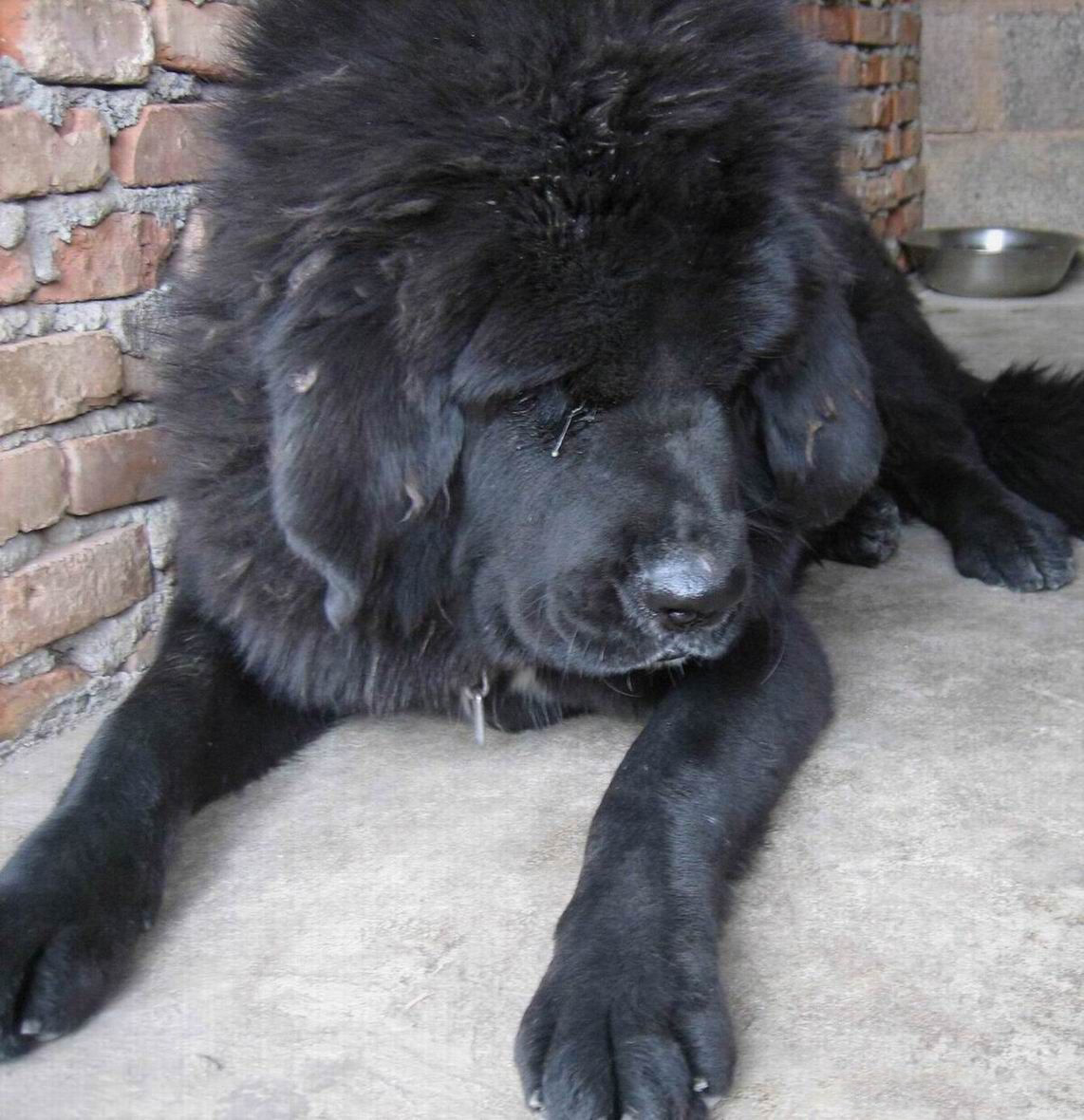  p>黑獒是 a target="_blank" href="/item/藏獒/5311" data-lemmaid=