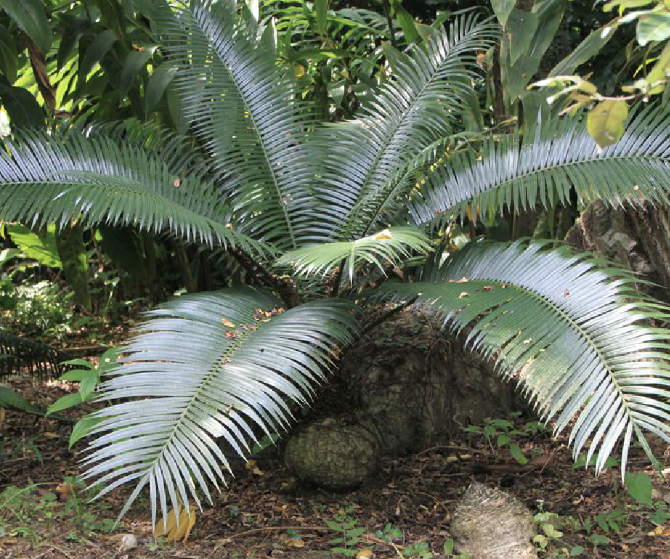 liu)是苏铁科苏铁属植物,因其葫芦状的茎干而得名.