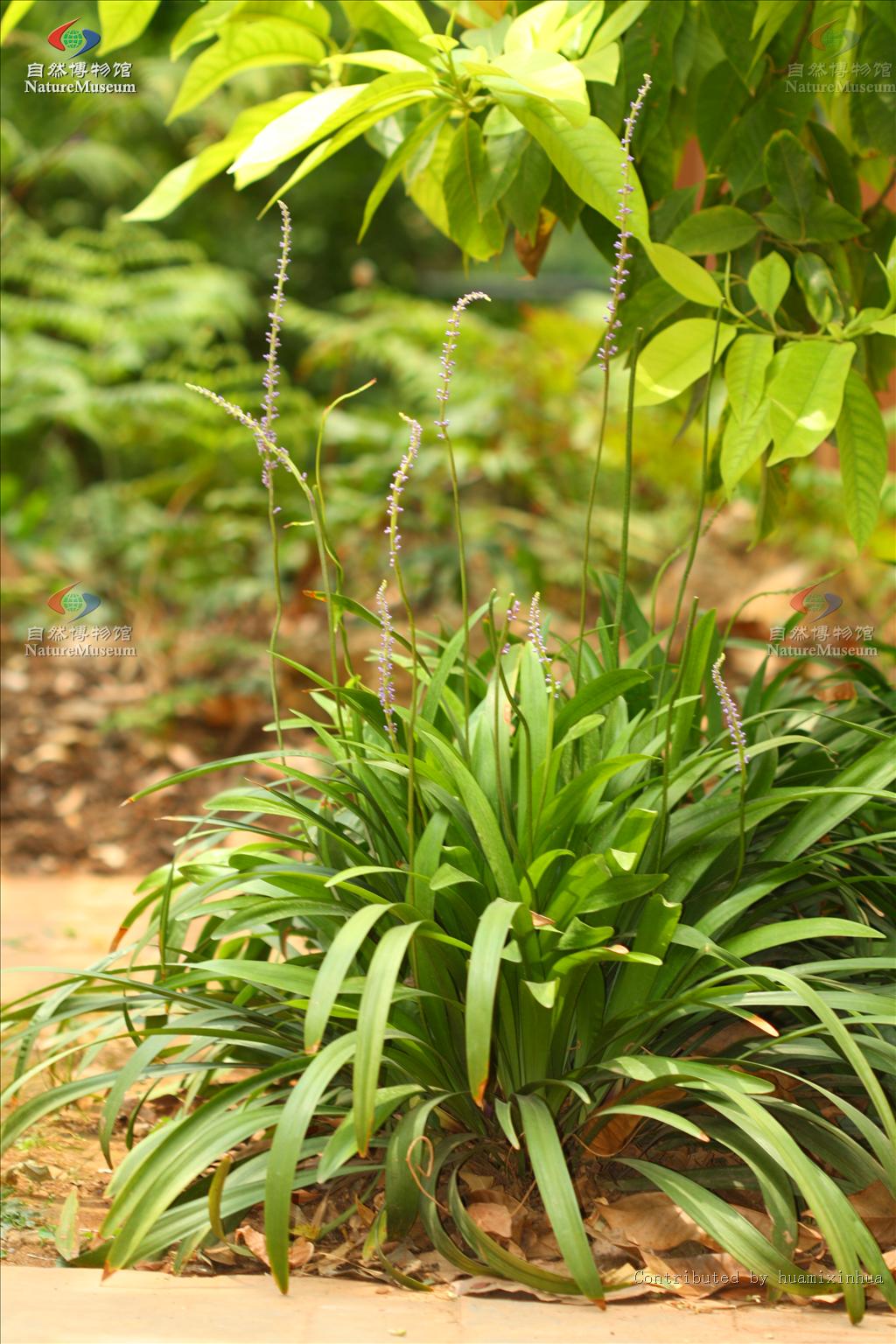 是百合科山麦冬属植物.