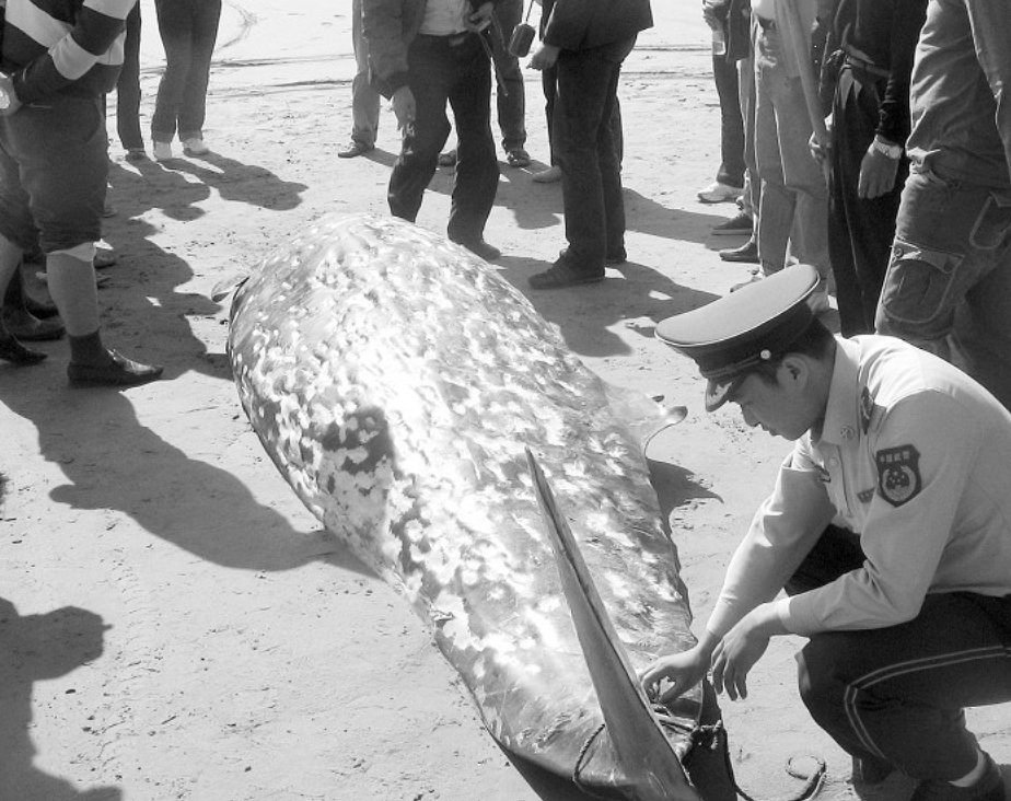  p>剑吻鲸 喜栖息于 a target="_blank" href="/item/深海区/2019915"