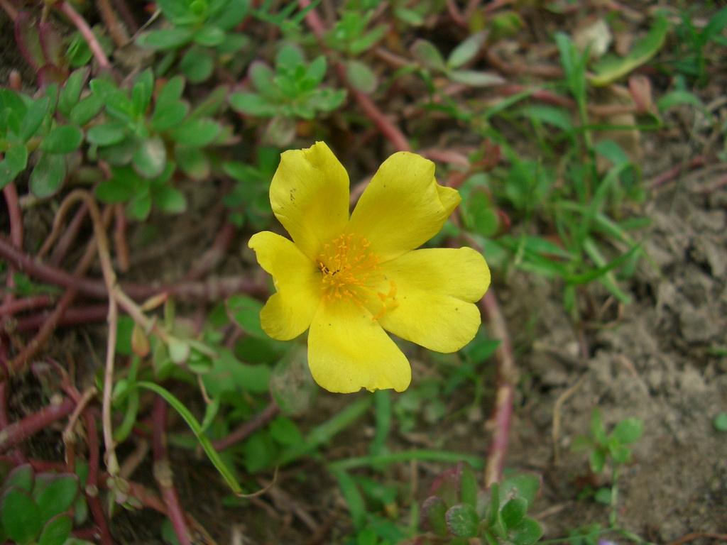 是被子植物门花荵科下的一个属,该属物种均为多年生或一年生灌木,半