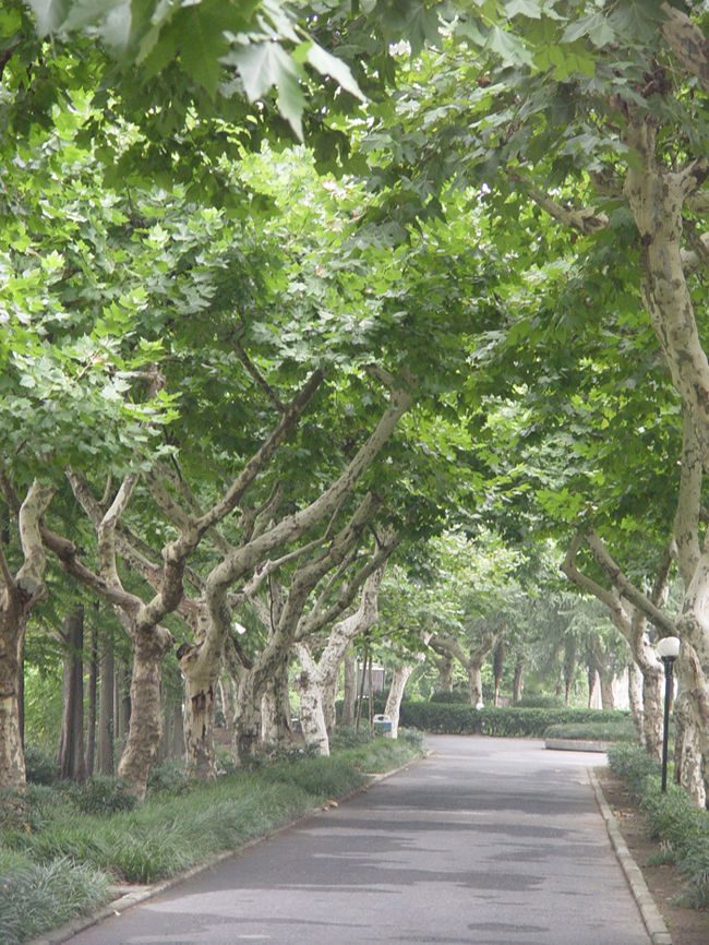  p>杭州师范大学音乐学院建立于1982年,是当时浙江省最早的高等音乐