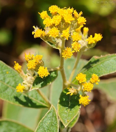  p>密花合耳菊(学名:synotis cappa)是菊科合耳菊属的植物.