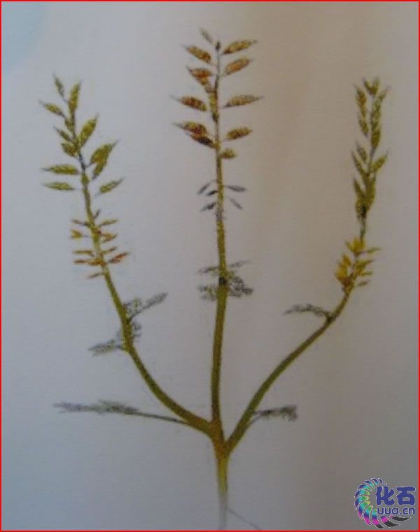  p>辽宁古果archaefructus liaoningensis sun et al.