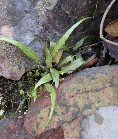 为铁角蕨科植物过山蕨 i>camptosorus sibiricus /i> rupr的全草.