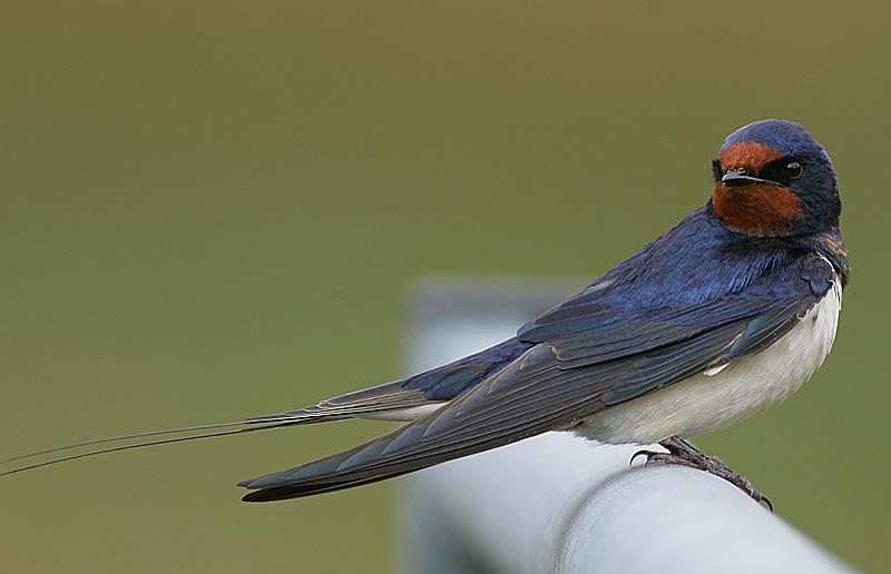 燕科">燕科 /a>燕属的 a target="_blank" href="/item/鸟类/278334"