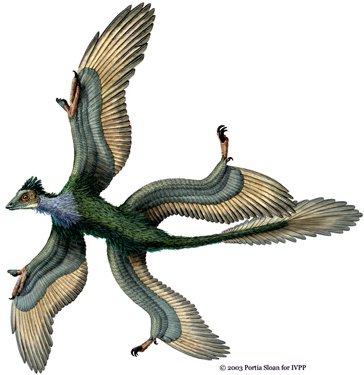 sinornithosaurus millenii