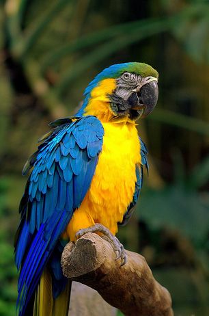  p>卡洛沙金刚鹦鹉(英文名称:caloshua macaw )是由两种不同的 a href