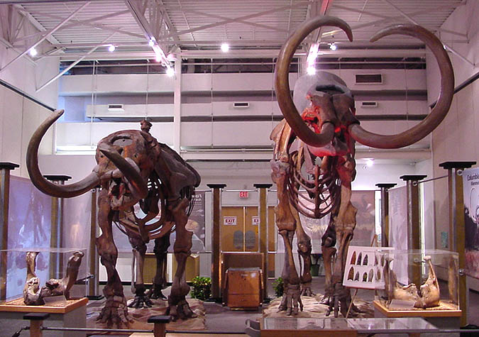 第四纪灭绝事件